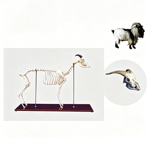 Modelo de <span class=keywords><strong>Esqueleto</strong></span> de <span class=keywords><strong>Cabra</strong></span> Anatómico de Tamaño Real, Especímen de Hueso de Cordero Realista para Educación Veterinaria y Ayuda en Anatomía para Acupuntura Médica - Product Image 2