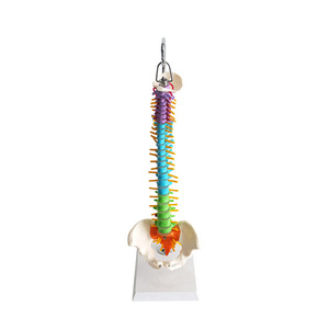 Modèle de colonne vertébrale humaine FRT018, modèle orthopédique médical avec bassin, modèle de colonne vertébrale de taille moyenne, flexible et sectionné par couleurs - Product Image 1