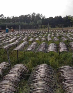 Chất Lượng Cao Nguyên Khô Đầy Đủ Mở Giun Đất Kích Thước Lớn Giá Tốt Nhất Từ Việt Nam Cho Sức Khỏe Thực Phẩm Trong Túi - Product Image 5