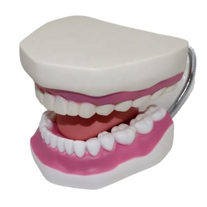 Modello Dentale OEM ODM con Mascella Articolata 32/28 Denti, Modello per Addestramento Odontoiatrico Piccolo e Grande con Spazzolino - Product Image 1