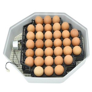 Incubateur <span class=keywords><strong>Janoel</strong></span> <span class=keywords><strong>48</strong></span> œufs à retournement automatique et chauffage uniforme, idéal pour usage domestique en intérieur - Grande Vente - Product Image 4