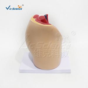 Modèle de simulation pédagogique de section sagittale de la cavité pelvienne masculine (système reproducteur et urinaire) ; modèle biologique - Product Image 3