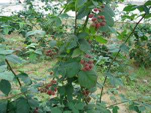 Nouvelle récolte de mûres surgelées IQF BRC HACCP - Mûres entières surgelées de qualité A en gros pour l'industrie de la confiture et du jus - Product Image 4