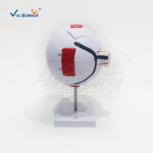 Modelo de anatomía <span class=keywords><strong>del</strong></span> <span class=keywords><strong>ojo</strong></span> humano ampliado 6 veces con partes extraíbles para la educación médica - Product Image 2