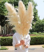 Venta caliente Pampas Grass Wreath Decoración de flores secas naturales para el Año Nuevo chino Pascua Hierba decorativa real en bolsa de plástico