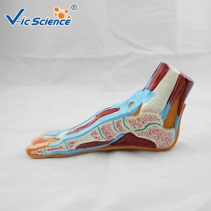 Modello Anatomico del Piede, <span class=keywords><strong>Esemplare</strong></span> di Simulazione <span class=keywords><strong>Standard</strong></span>, Modello Dimostrativo per l'Insegnamento dell'Anatomia nelle Scuole Mediche - Product Image 5