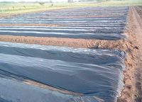 Film de paillage agricole noir et argenté en PE et PP, marque T&H International, modèle 25, origine CN, feuilles de paillis pour usage extérieur
