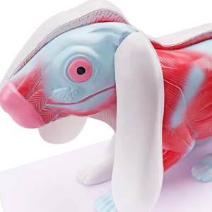 نموذج تشريحي لجسم الأرنب بالحجم الطبيعي للبحث العلمي، نموذج تشريحي للحيوانات الثديية - Product Image 3