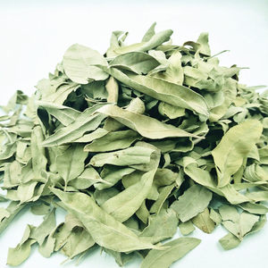 Hochwertiges Bio-Hundebane-Blatt (Folium Apocyni Veneti / Luo Bu Ma Ye) – Getrocknet, natürliches Aussehen - Product Image 1