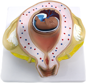 ชุดแบบจำลองการตั้งครรภ์ 9 แบบ สำหรับการศึกษาทางวิทยาศาสตร์การแพทย์  โครงสร้างพัฒนาการของทารกในครรภ์ในช่วงต่างๆ - Product Image 3