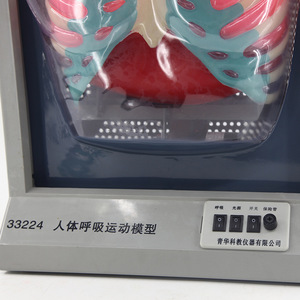 Modèle de mouvement respiratoire humain Qinghua, simulation du mouvement diaphragmatique, modèle cardio-pulmonaire humain, enseignement biomédical - Product Image 2