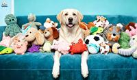 Jouet en peluche pour animaux de compagnie personnalisé en gros du fabricant, OEM ODM, jouet en peluche pour chien sûr, mignon, résistant aux morsures, jouet couineur personnalisé pour chien