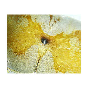 Tejidos animales, diapositivas preparadas histológicas del sistema nervioso - Product Image 6