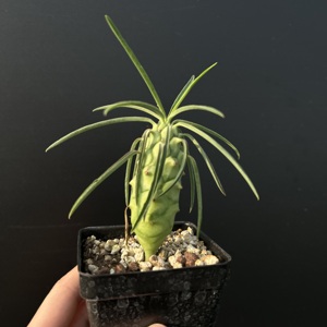 [Euphorbia Clava] Suculenta del Desierto, Venta al por Mayor, Certificada, Espécimen Raro de Caudex, Plantas de Interior, Forma de Caudex Única, Raíces Saludables - Product Image 2