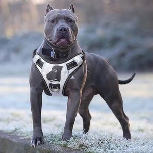 Harnais de soutien pour chien K9 homologué BSCI, avec sangles réglables, pour un confort optimal et un meilleur maintien. - Product Image 5