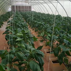 Système hydroponique système de croissance <span class=keywords><strong>en</strong></span> seau néerlandais goutte à goutte pour la plantation de <span class=keywords><strong>melon</strong></span> de roche - Product Image 3