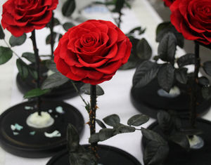 <span class=keywords><strong>Rose</strong></span> conservée en verre, articles pour cadeau parfaits, <span class=keywords><strong>Rose</strong></span> enchantée, <span class=keywords><strong>la</strong></span> <span class=keywords><strong>belle</strong></span> <span class=keywords><strong>et</strong></span> <span class=keywords><strong>la</strong></span> bête - Product Image 5