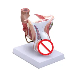 Scienza medica insegnamento anatomia sistema riproduttivo modello di organo genitale interno ed esterno maschile