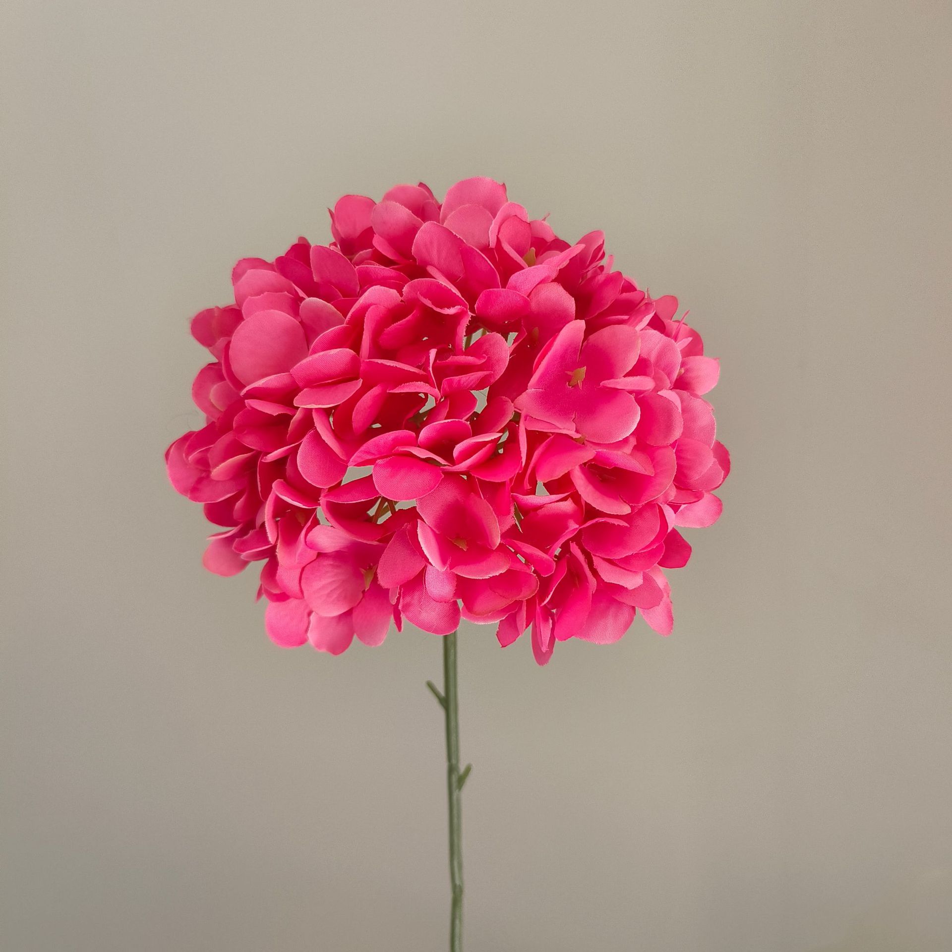 Rose garance