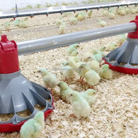 QA Ligne d'alimentation complète pour poulets et volailles Projet d'équipement agricole pour mangeoire automatique pour poulets Système d'alimentation automatique pour volailles