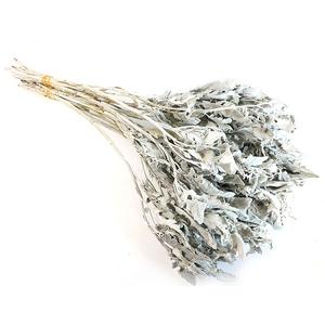 Material para Manualidades, Hojas Secas de <span class=keywords><strong>Senecio</strong></span> Cineraria, Jacobaea Maritima y Salvia para Decoraciones de Graduación - Product Image 3
