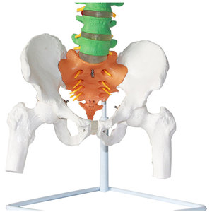 Modelo Didáctico de Columna Vertebral Humana de 85 cm con Nervios, Arterias y Pelvis, Modelo de Columna Vertebral para Enseñanza de Anatomía Humana - Product Image 4