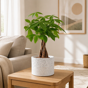 Plante d'intérieur tressée Costa Farms Money Tree en pot décoratif en plastique, purificateur d'air, adaptée aux animaux domestiques, pour la décoration de bureau - Product Image 1