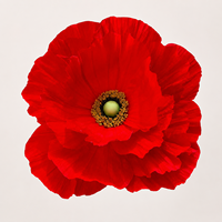 Fleur de pavot rouge géante en papier, fleur artificielle pour décoration de mariage, événementiel, affichage floral commercial, vitrine de centre commercial