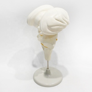 Modèle de tige cérébrale humaine, section sagittale, structure externe marquée pour l'enseignement de l'anatomie neurologique - Product Image 1