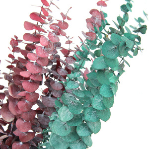10 Uds. Planta de eucalipto preservada de hojas de eucalipto secas reales naturales para decoración de eventos de Ducha - Product Image 1