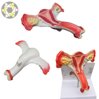 Modèle d'anatomie féminine du vagin, des ovaires et de l'utérus, en plastique PVC écologique, taille réelle, réaliste, certifié ISO, pour l'enseignement en écoles de médecine