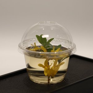 Gobelets en plastique PET transparents personnalisés avec logo pour crème glacée, 200 ml, pour parfait <span class=keywords><strong>bio</strong></span>, desserts aux fruits, boissons froides, yaourts, avec couvercles - Product Image 2