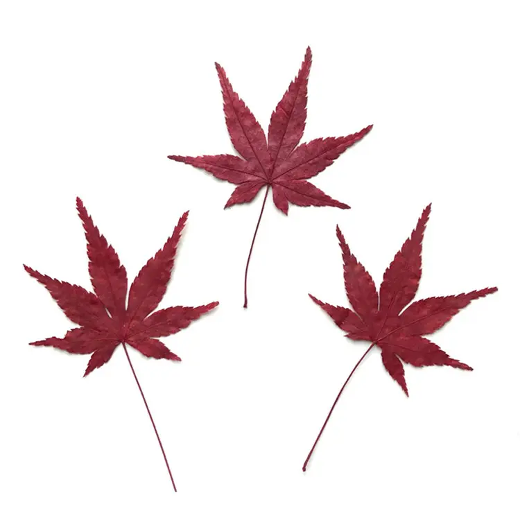 Echte getrocknete gepresste Blume, rotes Ahornblatt