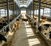 Abri pour bétail, hangar d'élevage, abri pour vaches, moutons, chèvres, structure en acier préfabriquée