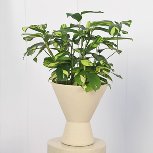 Bol nordique en forme de grand pied minimaliste salon vertical <span class=keywords><strong>jasmin</strong></span> taro grand <span class=keywords><strong>pot</strong></span> en argile de magnésium - Product Image 4