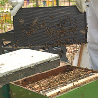 Neuer Witbee All-in-One Tiefenplastik-Bienenstockrahmen mit wachsbeschichteten Bienenwachs-Grundplatten, schwarz, für Bienenzucht und Imkerei