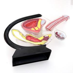 Masculino Anatomia Genitourinária Formação Modelo com Cateterismo Equipamento Educacional - Product Image 3