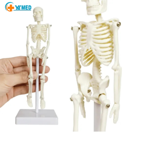 Modelo de Esqueleto Miniatura Flexible de PVC de 22 cm para Ciencias Médicas, Maniquí de Anatomía Humana Pequeño para Entrenamiento en Escuelas de Medicina, Recursos de Enseñanza - Product Image 1