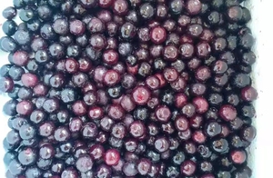 Arándanos <span class=keywords><strong>Frescos</strong></span> Congelados Chinos Deliciosos con Certificación HACCP, Nutritivos y Saludables, <span class=keywords><strong>Venta</strong></span> al por Mayor, IQF - Product Image 2