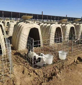 ระบบเลี้ยงลูกโคแบบใหม่ คอกแบบกลุ่มและแบบเดี่ยว บ้านพลาสติกสำหรับปศุสัตว์ อุปกรณ์ฟาร์มปศุสัตว์ สำหรับดูแลลูกโค - Product Image 5