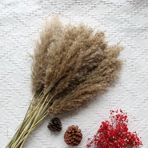 <span class=keywords><strong>Plumeau</strong></span> en plumes séchées de haute qualité, grand et moelleux, herbe de la pampa, roseau, écologique, vente en gros personnalisée à guichet unique, événements, style d'intérieur - Product Image 1