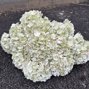 Fiori Artificiali di Ortensia Verde Sfumato in Seta, Grandi Teste di Ortensia Finta per Matrimoni Rustici e Decorazioni per la Casa - Product Image 3