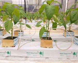 G N Nông Nghiệp & Nông Nghiệp Sử Dụng Than Bùn <span class=keywords><strong>Coco</strong></span> Phát Triển Túi Tấm Tùy Chỉnh Vườn Cảm Thấy Phát Triển Túi Nhà Sản Xuất - Product Image 2