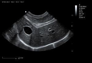 Ecógrafo Veterinario de Alta Gama con Doppler Color 3D 4D, <span class=keywords><strong>Precio</strong></span> de Fábrica, Máquina de Ecografía Veterinaria con Carro - Product Image 3