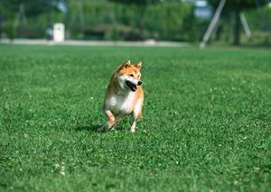 Gazon artificiel gazon artificiel pelouse faux gazon synthétique extérieur vert Grama Cesped gazon artificiel tapis Gazon Artificiel - Product Image 4