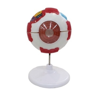 Modelo Anatómico de la Estructura y Anatomía <span class=keywords><strong>del</strong></span> <span class=keywords><strong>Ojo</strong></span>, Modelo Médico para la Enseñanza de la Anatomía Humana - Product Image 1