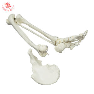 Hueso del miembro <span class=keywords><strong>inferior</strong></span> del pie, Tbiofibula, fémur con modelo de pierna de cadera, <span class=keywords><strong>esqueleto</strong></span> <span class=keywords><strong>humano</strong></span> colgante - Product Image 2