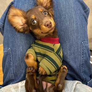 Chaleco para Perro y Gato <span class=keywords><strong>Dachshund</strong></span>, Invierno, Tallas XS/XXL, Pequeño, Verde a Rayas, de Dos Patas, Material de Seda con Flores, Ajuste Universal, Lindo - Product Image 3