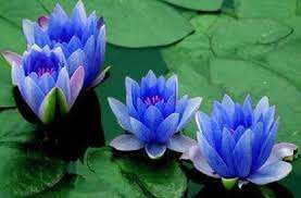 Заводская поставка, экстракт стволовых клеток с синим лотосом, экстракт листьев лотоса от производителя - Product Image 2