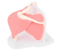 Simulador de entrenamiento artroscópico humano para ciencias médicas, modelo de articulación de hombro para uso en enseñanza médica, CE/ISO